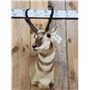 Image 2 : Pronghorn Antelope Shoulder Mount Taxidermy