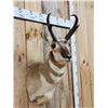 Image 3 : Pronghorn Antelope Shoulder Mount Taxidermy