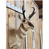 Image 4 : Pronghorn Antelope Shoulder Mount Taxidermy