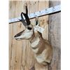Image 5 : Pronghorn Antelope Shoulder Mount Taxidermy