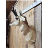Image 6 : Pronghorn Antelope Shoulder Mount Taxidermy