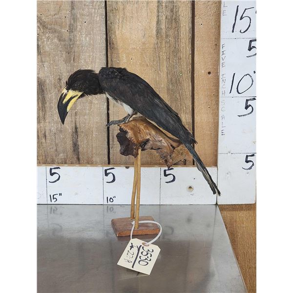 African Pied Hornbill Full Body Bird Taxidermy