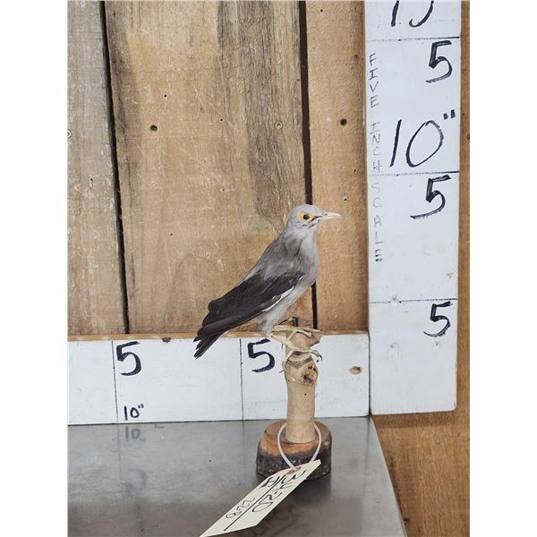 Female Wattled Starling Full Body Bird Taxidermy