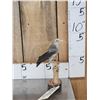 Image 1 : Female Wattled Starling Full Body Bird Taxidermy