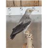 Image 2 : Female Wattled Starling Full Body Bird Taxidermy