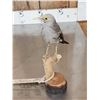 Image 3 : Female Wattled Starling Full Body Bird Taxidermy