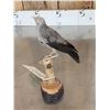 Image 4 : Female Wattled Starling Full Body Bird Taxidermy