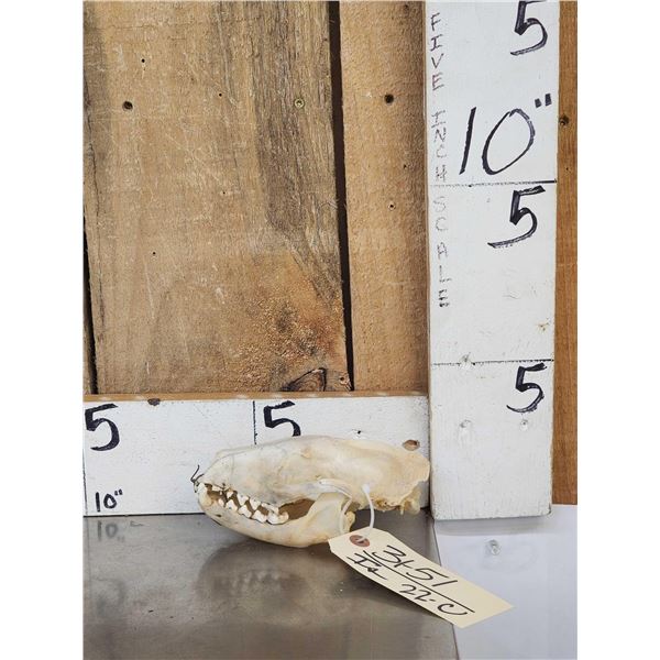 African Palm Civet Skull Taxidermy