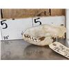 Image 2 : African Palm Civet Skull Taxidermy