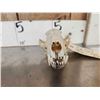 Image 3 : African Palm Civet Skull Taxidermy