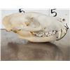 Image 4 : African Palm Civet Skull Taxidermy