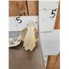 Image 5 : African Palm Civet Skull Taxidermy