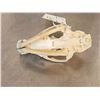 Image 6 : African Palm Civet Skull Taxidermy