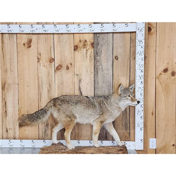 Nice Coyote Full Body Taxidermy Mount