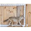 Image 1 : Nice Coyote Full Body Taxidermy Mount