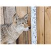Image 2 : Nice Coyote Full Body Taxidermy Mount