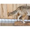 Image 3 : Nice Coyote Full Body Taxidermy Mount