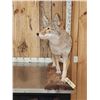 Image 4 : Nice Coyote Full Body Taxidermy Mount