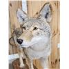 Image 5 : Nice Coyote Full Body Taxidermy Mount