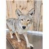 Image 6 : Nice Coyote Full Body Taxidermy Mount