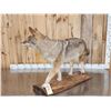 Image 7 : Nice Coyote Full Body Taxidermy Mount