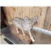 Image 8 : Nice Coyote Full Body Taxidermy Mount
