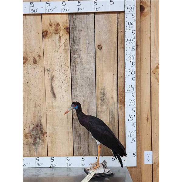 Abdim's Stork Full Body Bird Taxidermy