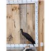 Image 1 : Abdim's Stork Full Body Bird Taxidermy