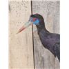 Image 2 : Abdim's Stork Full Body Bird Taxidermy