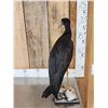 Image 3 : Abdim's Stork Full Body Bird Taxidermy