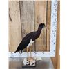 Image 4 : Abdim's Stork Full Body Bird Taxidermy