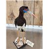Image 5 : Abdim's Stork Full Body Bird Taxidermy
