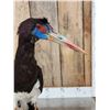 Image 6 : Abdim's Stork Full Body Bird Taxidermy