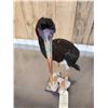 Image 7 : Abdim's Stork Full Body Bird Taxidermy