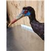 Image 8 : Abdim's Stork Full Body Bird Taxidermy