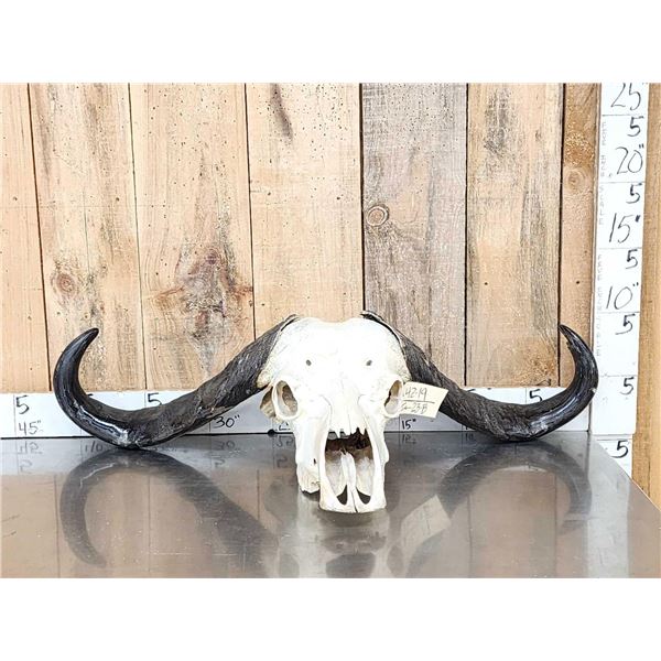 African Female Cape Buffalo Skull Taxidermy
