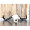 Image 1 : African Female Cape Buffalo Skull Taxidermy
