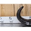 Image 2 : African Female Cape Buffalo Skull Taxidermy