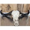 Image 3 : African Female Cape Buffalo Skull Taxidermy