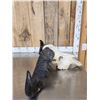 Image 4 : African Female Cape Buffalo Skull Taxidermy