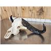 Image 5 : African Female Cape Buffalo Skull Taxidermy