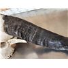 Image 6 : African Female Cape Buffalo Skull Taxidermy