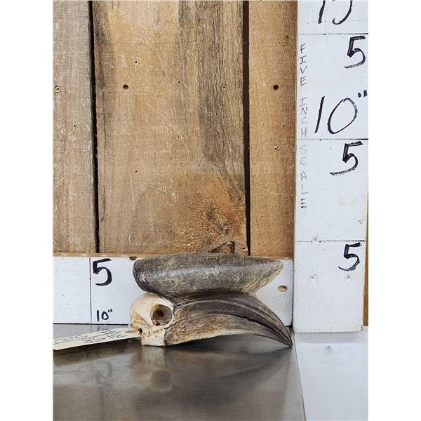 African Black Casqued Hornbill Skull Taxidermy