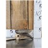 Image 1 : African Black Casqued Hornbill Skull Taxidermy