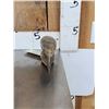 Image 2 : African Black Casqued Hornbill Skull Taxidermy