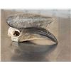Image 3 : African Black Casqued Hornbill Skull Taxidermy