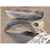 Image 4 : African Black Casqued Hornbill Skull Taxidermy