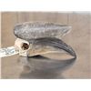 Image 5 : African Black Casqued Hornbill Skull Taxidermy