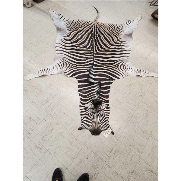 Zebra Soft Tanned Skin Taxidermy