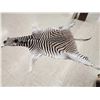 Image 2 : Zebra Soft Tanned Skin Taxidermy